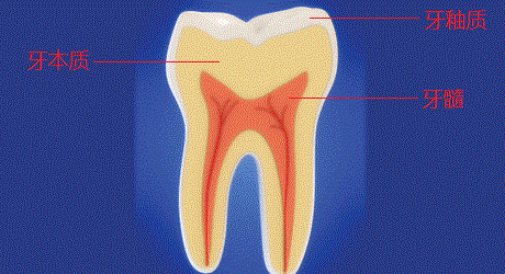 牙本质在骨组织工程学中的应用