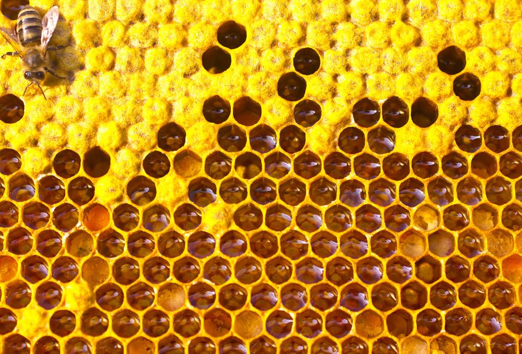 关于蜂蜜的8个真相 