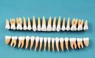 上颌切牙埋伏阻生的病因和正畸治疗的现状